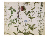 Huit études de fleurs des champs Lámina giclée por Albrecht Dürer Huit études de fleurs des champs Lámina giclée por Albrecht Dürer