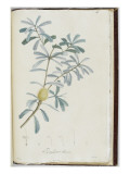 Description des plantes rares que l'on cultive à Navarre et à Malmaison Giclée-Druck von Pierre Joseph Redouté