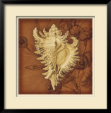 Conch Limited Edition Framed Print by Lisa Steinkamp