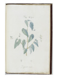 Description des plantes rares que l'on cultive à Navarre et à Malmaison Giclée-Druck von Pierre Joseph Redouté