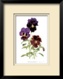 Swiss Giant Chalon Pansies Limited Edition Framed Print by Pamela Stagg