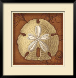 Sand Dollar Limited Edition Framed Print by Lisa Steinkamp