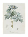 Description des plantes rares que l'on cultive à Navarre et à Malmaison Giclée-Druck von Pierre Joseph Redouté