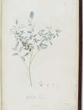 Description des plantes rares que l'on cultive à Navarre et à Malmaison Giclee Print by Pierre Joseph Redouté