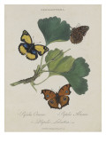 Album Donovan : an epitome of the natural history of insects in China reproduction procédé giclée par Edward Donovan