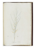 Description des plantes rares que l'on cultive à Navarre et à Malmaison Giclee Print by Pierre Joseph Redouté