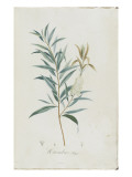 Description des plantes rares que l'on cultive à Navarre et à Malmaison Giclee Print by Pierre Joseph Redouté