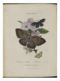 Album Donovan : an epitome of the natural history of insects in China reproduction procédé giclée par Edward Donovan