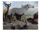 Diorama du Kilimandjaro Giclee Print