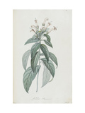 Description des plantes rares que l'on cultive à Navarre et à Malmaison Giclee Print by Pierre Joseph Redouté