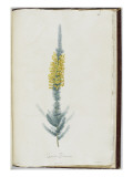 Description des plantes rares que l'on cultive à Navarre et à Malmaison Giclée-Druck von Pierre Joseph Redouté