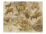 Quatorze études de cerfs reproduction procédé giclée par Rosa Bonheur