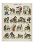 Le jardin des Plantes reproduction procédé giclée