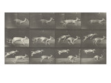Biches, course et sauts Lámina giclée por Eadweard Muybridge Biches, course et sauts Lámina giclée por Eadweard Muybridge
