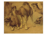 Dromadaires Giclee Print by Pieter Boel