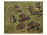 Sangliers couchés et debout, 7 esquisses reproduction procédé giclée par Rosa Bonheur