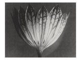 Astrantia Major reproduction procédé giclée par Karl Blossfeldt