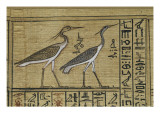 Livre des morts, papyrus de Nebqed reproduction procédé giclée