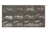 Biches, course et sauts reproduction procédé giclée par Eadweard Muybridge
