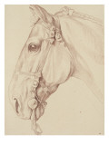 Tête de cheval bridée, tournée vers la gauche Giclee-trykk av Edme Bouchardon Tête de cheval bridée, tournée vers la gauche Giclee-trykk av Edme Bouchardon