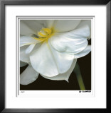 O'Keeffe Jonquil Limited Edition Framed Print by Pip Bloomfield