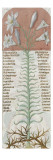 Liber Floridus by Lambert of Saint-Omer: Fleur De Lys Giclee Print