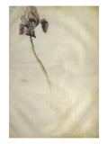 Un iris reproduction procédé giclée par Jacopo Bellini