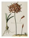 Lys du Japon Giclee Print by Nicolas Robert