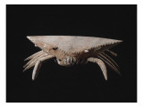 Masque-cimier crabe Lámina giclée
