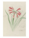 Modèle de vase en cristal à décor d'himantophyllum, pour décor de marqueterie reproduction procédé giclée par Emile Gallé
