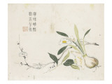 Oignon de narcisse en fleurs, une fleur de camélia et une branche de prunier Lámina giclée