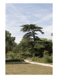 Parc du Château de Malmaison : vue sur le cédre de Marengo Reproduction procédé giclée