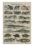 Histoire naturelle (reptiles) Lámina giclée