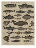 Histoire naturelle : poissons Lámina giclée Histoire naturelle : poissons Lámina giclée