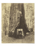 Route creusée dans le tronc d'un sequoia géant , Forêt de Mariposa, Californie Reproduction procédé giclée par Carleton Emmons Watkins
