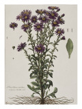 Aster à fleur mauve Giclee Print by Nicolas Robert