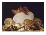 Nature morte avec coquillages Reproduction procédé giclée