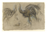 Etude de deux autruches debout et d'une tête reproduction procédé giclée par Pieter Boel