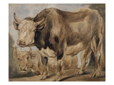 Etude de deux boeufs reproduction procédé giclée par Jacob Jordaens