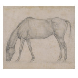 Etude de cheval Giclee Print by Edgar Degas