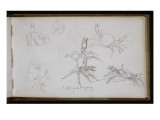 Carnet de croquis : études de crabe Lámina giclée por William Adolphe Bouguereau