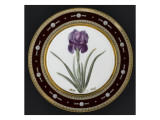Service to the Empress Josephine Liacées: Iris Susa Reproduction procédé giclée