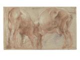 Etude de vaches reproduction procédé giclée par Jacob Jordaens