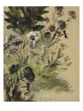 Etudes de fleurs : Soucis, hortensias et reines- marguerites; vers 1840-1850 reproduction procédé giclée par Eugene Delacroix