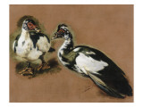 Etudes de canards Lámina giclée por Pieter Boel