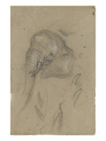 Etudes d'une tête d'éléphant et de défenses Lámina giclée por Pieter Boel Etudes d'une tête d'éléphant et de défenses Lámina giclée por Pieter Boel