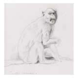 Etude de singe Giclee Print by Gustave Moreau