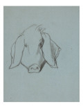 Etude de tête de cochon Reproduction procédé giclée par Thomas Couture