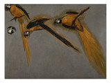Trois perroquets aras et une tête Giclee-trykk av Pieter Boel Trois perroquets aras et une tête Giclee-trykk av Pieter Boel