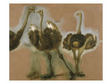 Trois autruches. Etude reproduction procédé giclée par Pieter Boel